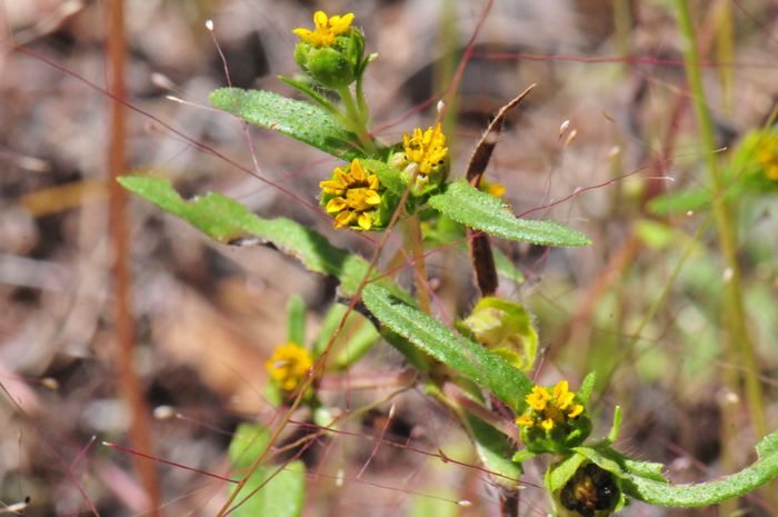 Melampodium strigosum, Shaggy Blackfoot